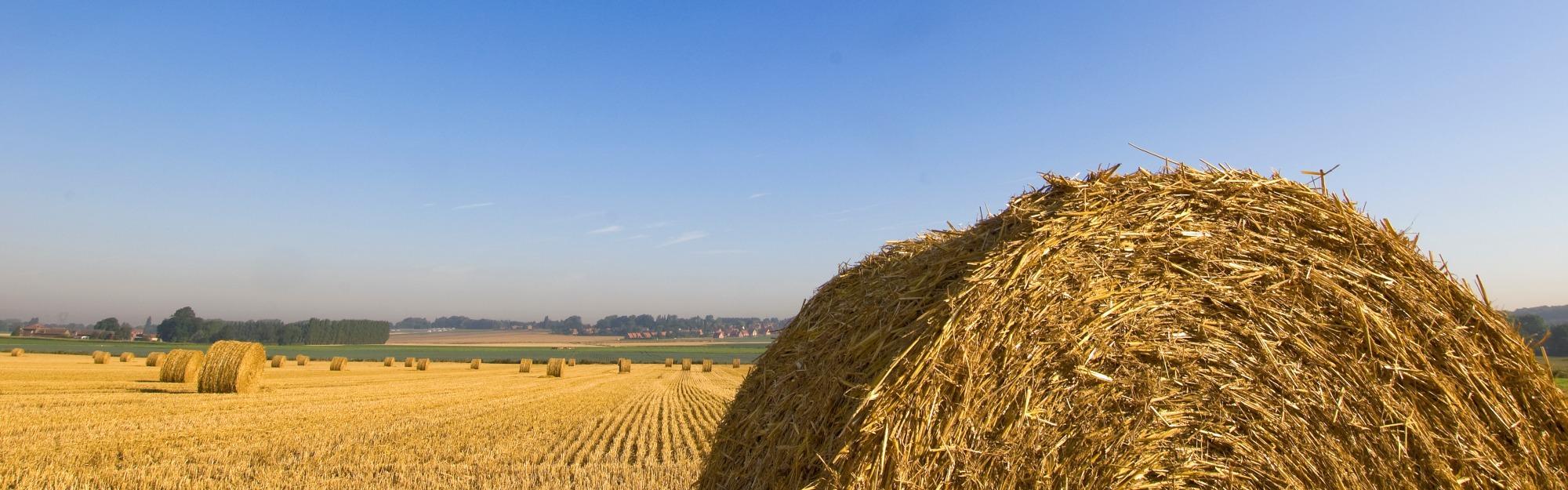 agriculture